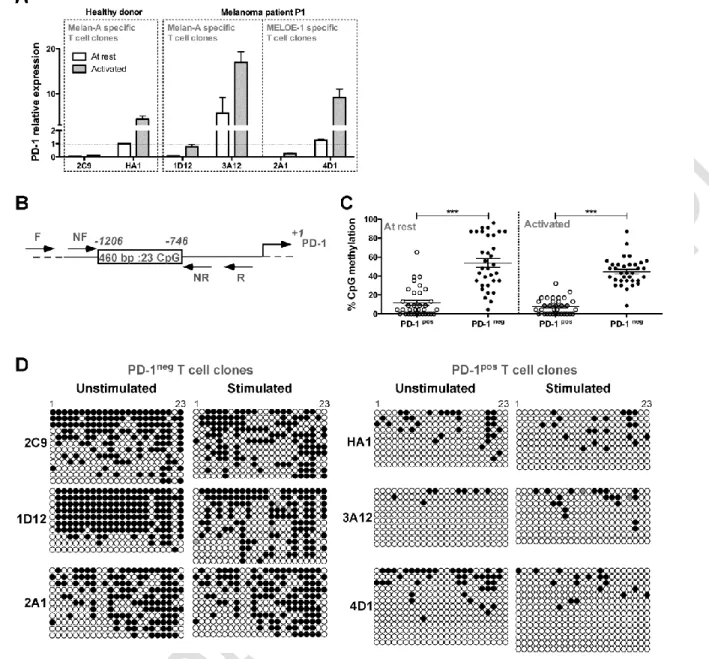 Figure  2:  Transcriptional  regulation  of  PD-1  expression  on  T  cell  clones.  (A)  PD-1  relative  expression measured by RT-qPCR