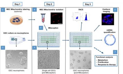 Figure 1: Workflow for the transfer of isolated MSC mitochondria to GSCs by MitoCeption