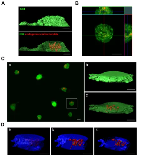 Figure 2: Imaging of Gb4 endogenous mitochondria and of MSC mitochondria after transfer to the Gb4 GSCs by MitoCeption