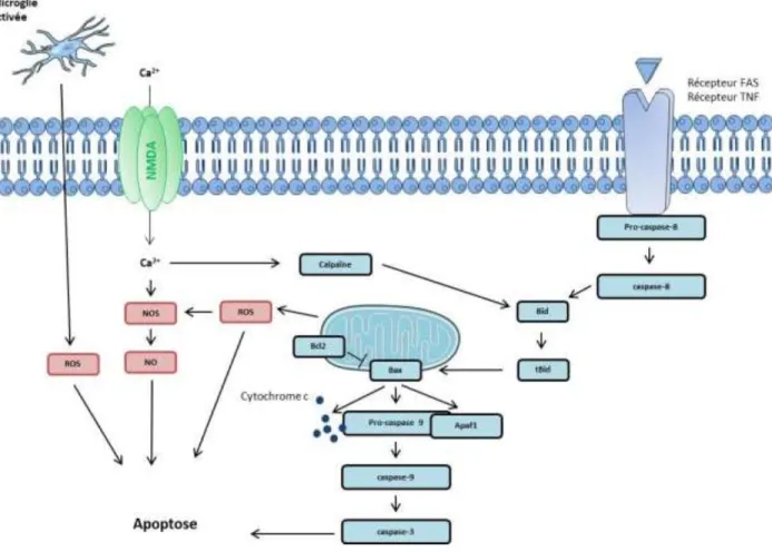 Figure 7 :  S h a de la voie apoptoti ue a tiv e lo s d’u  AVC is h i ue.