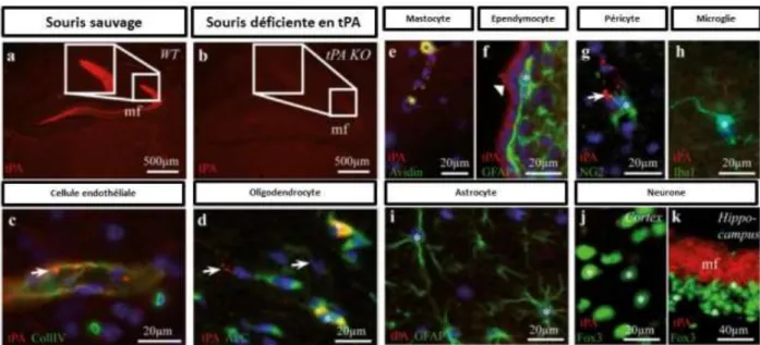 Figure 9 : Expression du tPA par les différentes cellules du SNC chez la souris adulte