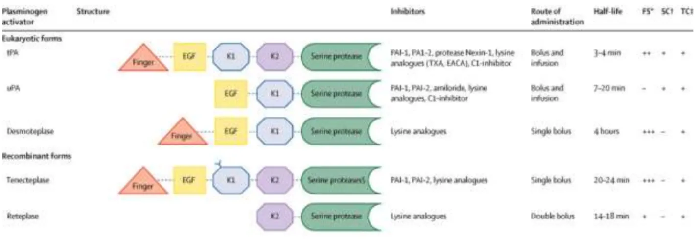 Figure 12 : Les activateurs tissulaires du plasminogène classifiés selon leur forme eucaryote et leur  forme recombinante