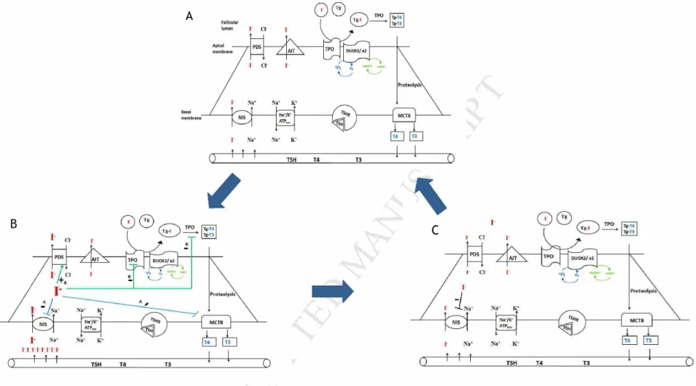 Figure 5: Hypothetical sequence of Wolff-Chaikoff effect in response to repeated potassium iodide administration, A: thyrocyte in basal state, B: a sequential Wolff-  Chaikoff effect following 24h to 8 days KI intake, in blue a prompt Wolff-Chaikoff effect