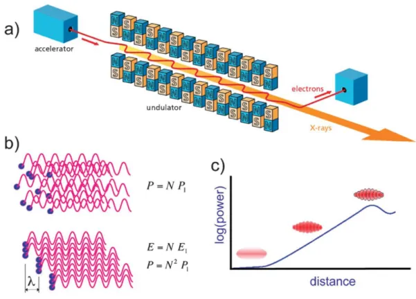 Figure 3: Operation principle of the Free Electron Laser. Electrons are accelerated close to the speed of light