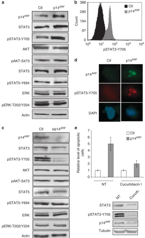 Figure 2. p14 ARF -mediated apoptosis involves the accumulation of pSTAT3-Y705. ( a ) H1975 cells were transfected with control (Ctl) empty or p14 ARF encoding vector and subjected to western blot analysis with indicated antibodies following a 6 days G418 