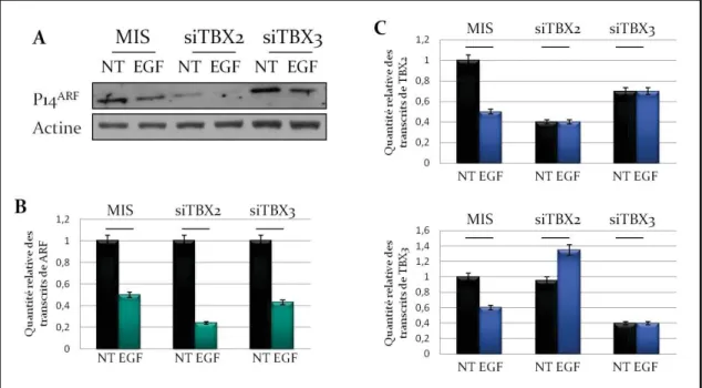 Figure  32  -  TBX2  et  TBX3  ne  sont  pas  impliquées  dans  l’inhibition  transcriptionnelle  de  ARF  par  l’EGFRn