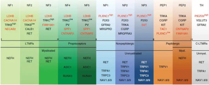 Figure 5 : Classification transcriptomique des neurones sensoriels (Usoskin et al, 2015) 
