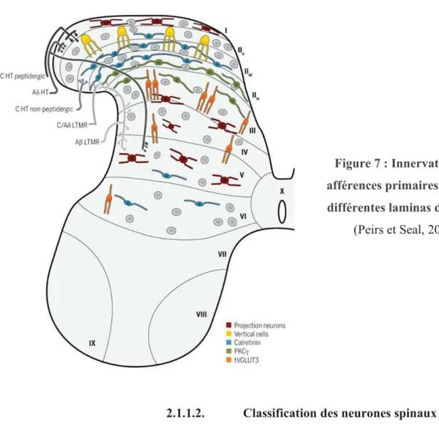 Figure 7 : Innervation des  afférences primaires dans les  différentes laminas de la ME 