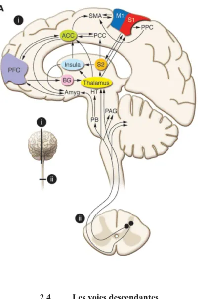 Figure 11 : Réseau de la  douleur (Schweinhardt et  Bushnell, 2010) 