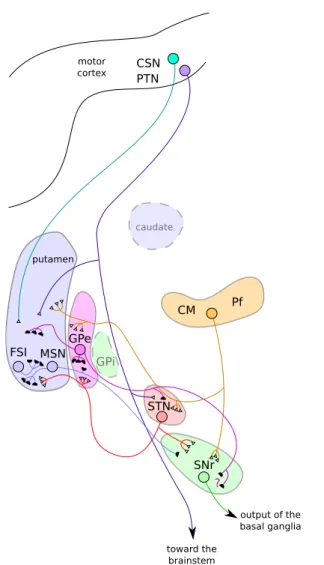 Fig. 1 Schematic illustration of the primate BG connectiv- connectiv-ity, for one cluster of neurons