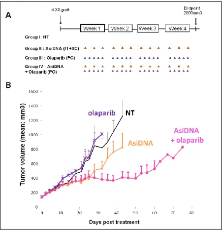 Figure  12.  Effet  de  la  combinaison  d’AsiDNA  et  de  l’olaparib  sur  la  croissance  tumorale
