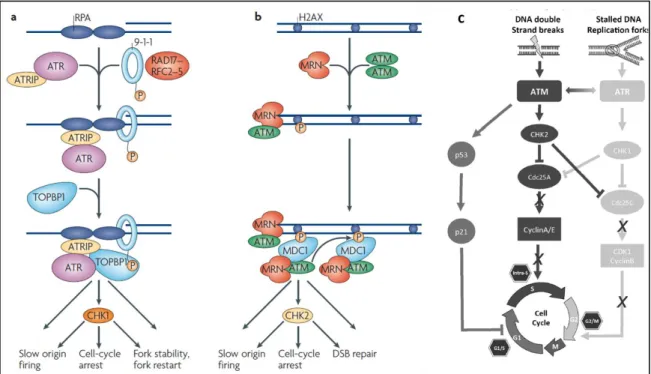 Figure 3. Rôles des protéines ATM et ATR dans la signalisation des dommages à l’ADN. (a) les  deux  complexes  ATR-ATRIP  et  9-1-1  sont  recrutés  indépendamment  au  niveau  de  la  structure  simple-brin en se liant à la protéine RPA