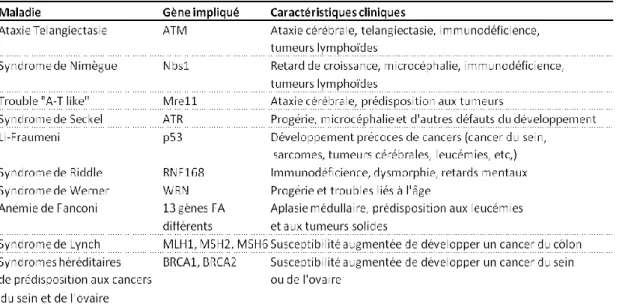 Table 1. Syndromes génétiques humains liés à la DDR.  (Adapté du chapitre 8 « signaling DNA  damage », Lopez-Contreras et Fernandez-Capetillo, 2012