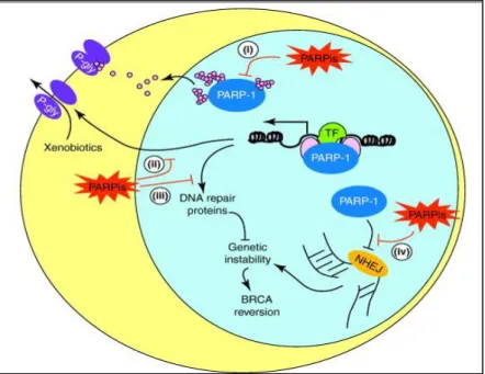 Figure 7. Mécanismes de résistance aux inhibiteurs de PARP. En conditions physiologiques, la  protéine  PARP1  joue  des  rôles  homéostatiques  primordiaux