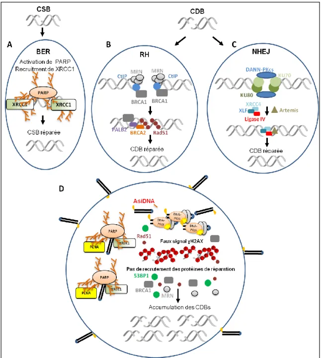 Figure  9.  Mécanisme  d’action  d’AsiDNA.  (A)  Les  cassures  simple-brins  (CSB)  sont  reconnues  par la protéine PARP, qui s’auto-active, recrute et active d’autres protéines cibles comme XRCC1  et PCNA, permettant ainsi la réparation de la CSB par la