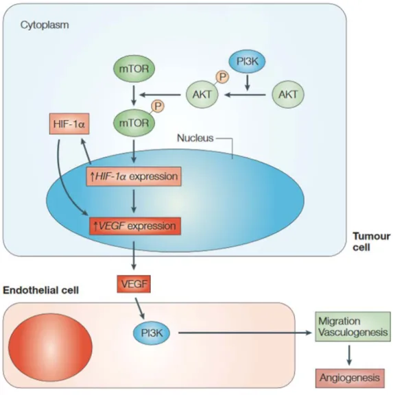 Figure 5: Induction de l'angiogenèse par la voie de signalisation PI3K/AKT,  adaptée de Flintoft et al