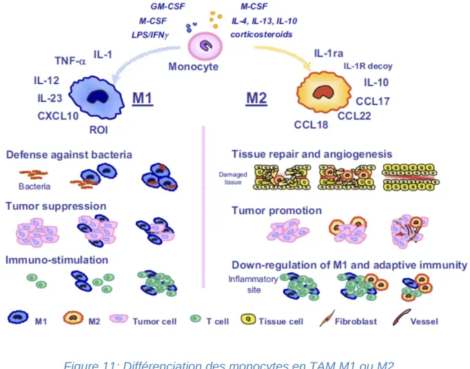 Figure 11: Différenciation des monocytes en TAM M1 ou M2,   d'après Solinas G et al. 2009 