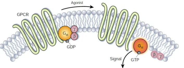 Figure 15: Activation des GPCR via leurs protéines G, d'après Li J et al. 2002 