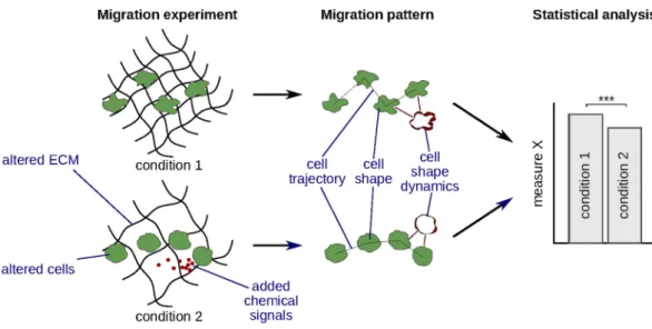 Figure 1.  Analysis and quantification of migration patterns can help to study cell migration mechanisms