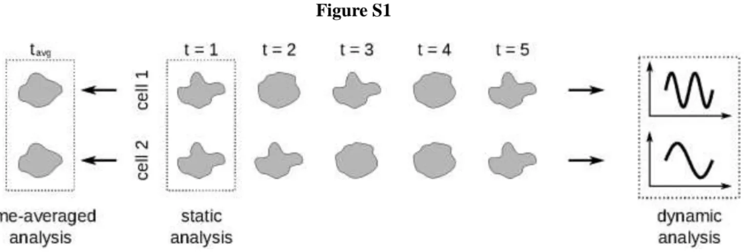 Figure S1: Dynamic shape analysis can reveal patterns that are obscured in static or time-averaged  analyses.