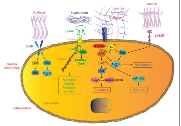 FIGURE 1 | Extracellular matrix—tumor cell interactions. In addition to integrins, DDR, CD44, LAMRs, FAK, and SFK represent emerging therapeutic targets currently tested in clinical trials for solid tumors