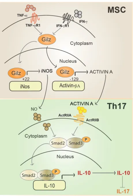 Figure 6. Representative scheme of Gilz nuclear translocation upon MSC activation. In the nucleus, Gilz binds to the binding sites in the promoter of the  gene encoding inos and Activin and upregulates their expression levels