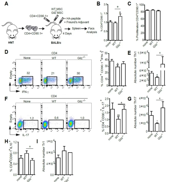 Figure 2. Gilz deficiency impaired the capacity of MSC to inhibit the generation of Th1 and Th17 in vivo