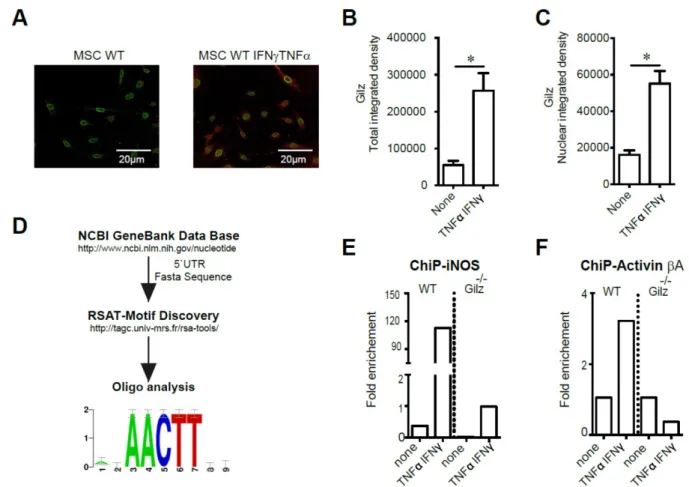 Figure 4. Study of Gilz DNA binding motifs in primed MSC. (A-C) Immunodetection of Gilz localization in MSC by confocal microscopy