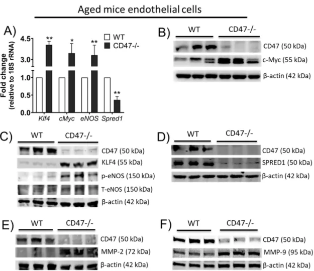Figure 7. CD47 alters expression of pro- and anti- angiogenic moieties in endothelial cells from aged  mice