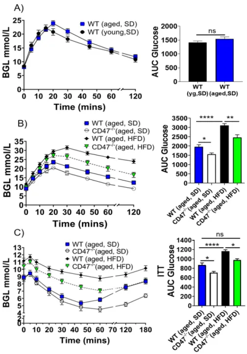 Figure 8. Aspects of age-related metabolic syndrome are attenuated in the absence of CD47