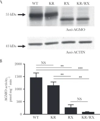 Figure 1.  Analysis of cellular alkylglycerol monooxygenase (AGMO) activity and protein expression of wild-type  (WT) AGMO versus mutant p.Lys234Arg (KR), mutant p.Arg405* (RX), and double mutant p.[Lys234Arg;Arg405*] 