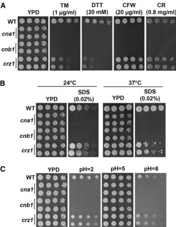 Figure 5 Calcineurin controls ER stress tolerance, cell wall integrity, and pH homeostasis in C