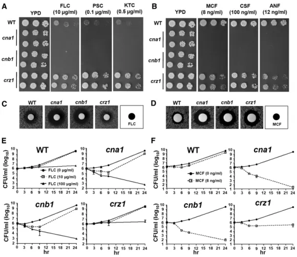 Figure 8 Genome-wide analysis of calcineurin- and Crz1-dependent targets in C. glabrata