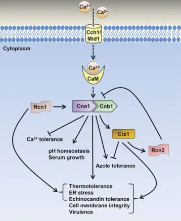Figure 11 Proposed roles of the calcineurin signaling cascade in stress responses, drug tolerance, and virulence in C