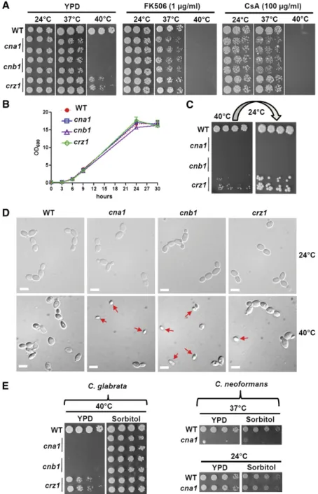 Figure 1 Calcineurin pathway is required for thermotol- thermotol-erance in C. glabrata