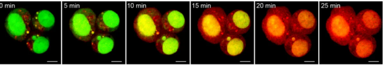 Figure 4. Phototriggered release of DOX in OVCAR3 cells as monitored by live-cell confocal ﬂuorescence imaging