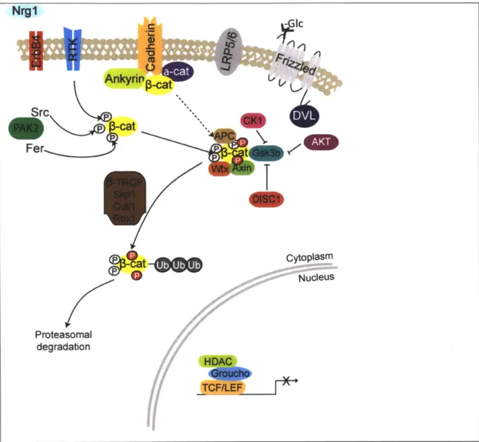 Figure  1. Canonical  WNT  pathway  in inactive state. Tyrosine  phosphorylation of  p-catenin