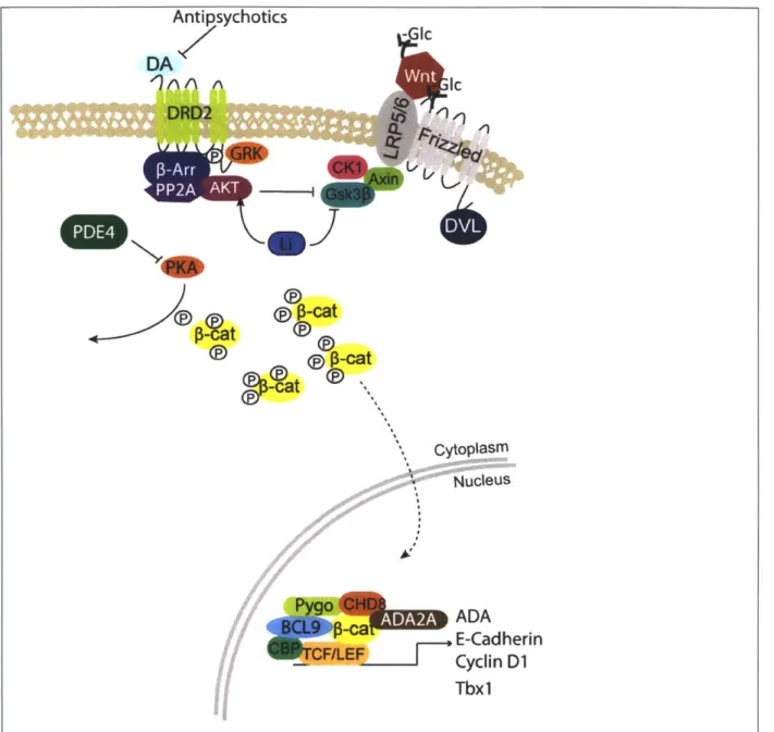 Figure  2.  Activated canonical Wnt  pathway,  and  select  interactions of pathway with psychiatric disorder therapeutics and  risk genes