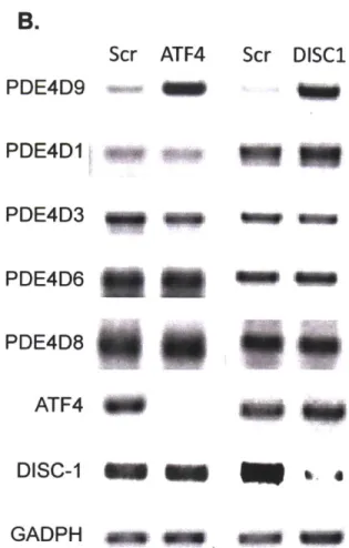 Figure  2:  DISC-I  binds to ATF4  binding site within  PDE4D  region to regulate  PDE4D9