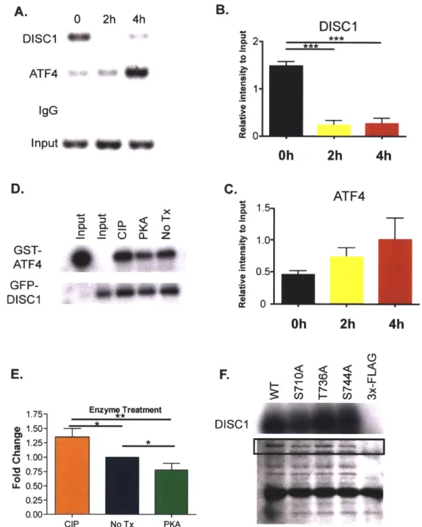 Figure  5: Gs-Coupled  and  downstream  effects lead to dissociation of DISC1  from  ATF4.
