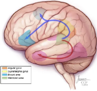 Fig. 1: Schematic representation of dorsal (blue) and ventral (pink) streams involved in language processing.