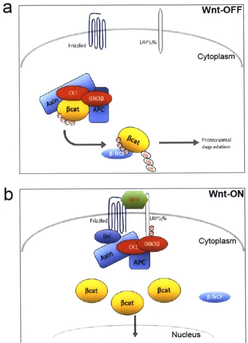 Figure  1-2:  Canonical  Wnt Signaling  In the  Cytoplasm