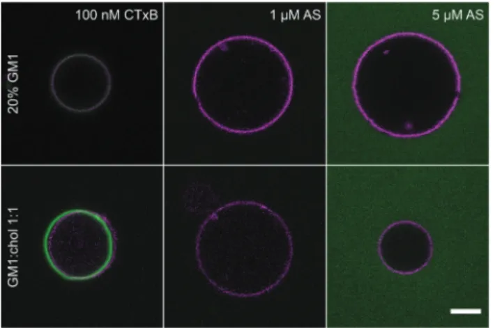 Fig. 2 AS binding to dioleoyl- and diphytanoyl-containing GUVs. (a) Relative quantity of AS bound to GUV membranes made of DPhPC or DOPC as a function of the fraction of PG lipids, assessed from the ratio of membrane to bulk AS fluorescence F M /F bulk 