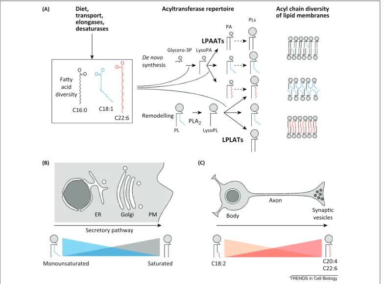 Figure 1. Acyl chain diversity of membrane lipids. (A) Summary of the various lipid metabolic pathways that lead to the acyl chain diversity of phospholipids (PLs) in biological membranes