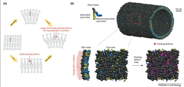 Figure 2. Cooperation between monounsaturated phospholipids (PLs) and curvature for protein insertion