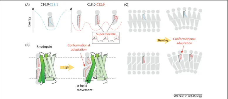 Figure 3. The conformational flexibility of polyunsaturated phospholipids (PLs) facilitates fast protein movements and membrane bending