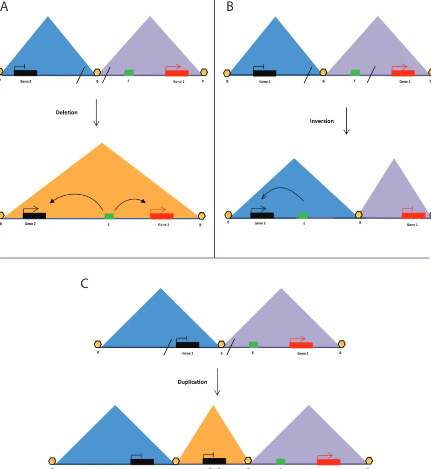 Fig 2: TADs may define gene regulatory zones