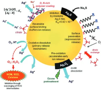 Figure 8. Increased Ag + ion release from 5 nm citrate capped AgNPs in gas- gas-tric fluid (pH 1.12) and BSA-supplemented pseudoextracellular fluid (PECF + 20 g L 1 BSA), compared to pure PECF (pH 7.52, 117 m m NaCl, 30 m m KCl, 300 m m NaHCO 3 , 26 m m KH