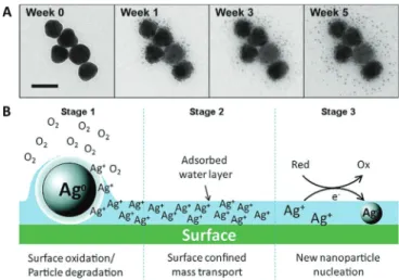 Figure 16. (A) Formation of smaller AgNPs around larger parent AgNPs over five weeks at 100 % relative humidity