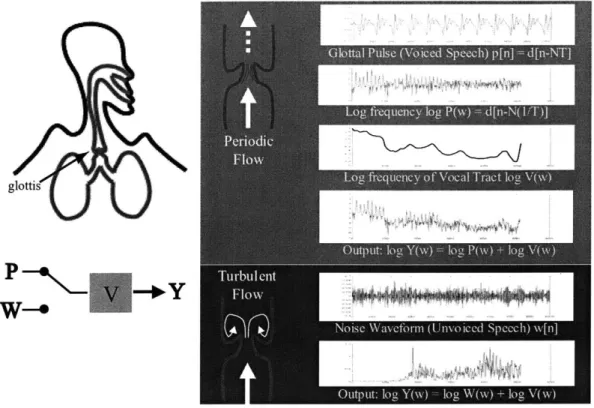 Figure  2-1:  The  human  speech  production  system.  The  lungs  push  air  through  the glottis  to  create  either  a  periodic  pulse,  forcing  it  to  flap  open  and  closed,  or  just enough  to  hold  it  open  in  a  turbulent  flow